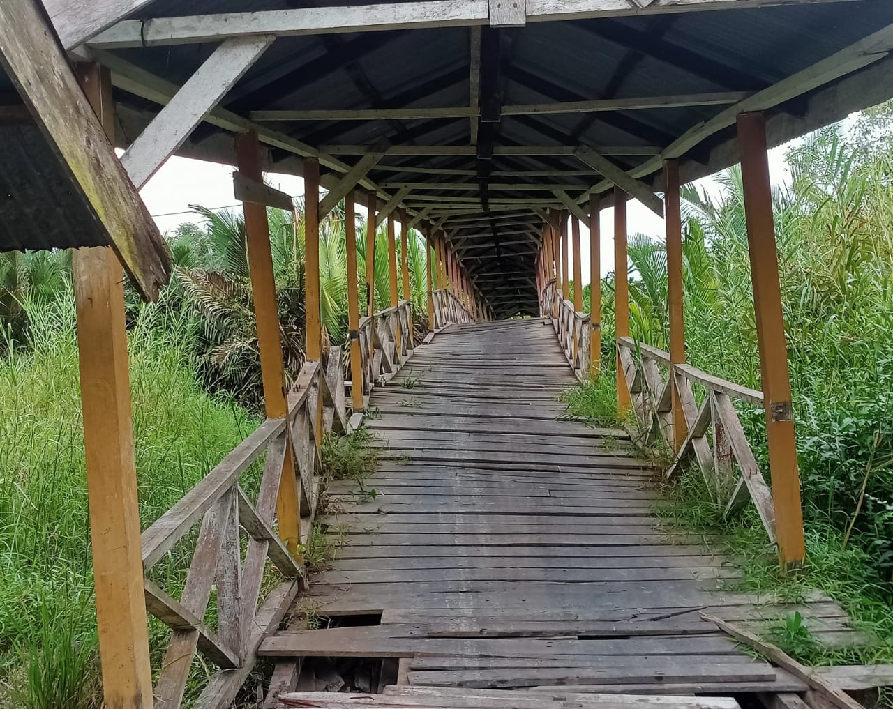 Ancam Keselamatan Warga, Jembatan Kayu Desa Sungai Gebar Memperihatinkan 