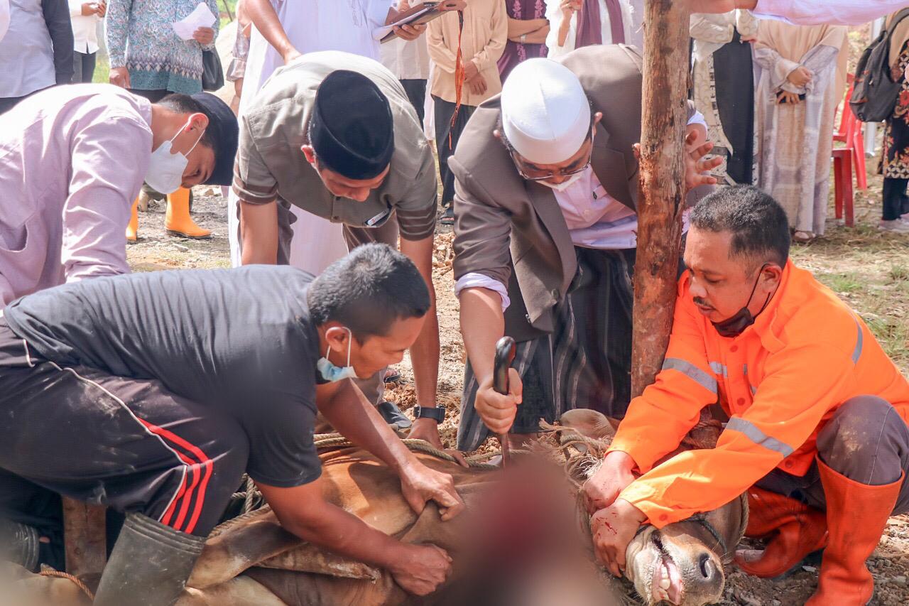 Bupati Tanjabbar Sembelih Dua dari 33 Ekor Sapi Qurban Dari Pemkab