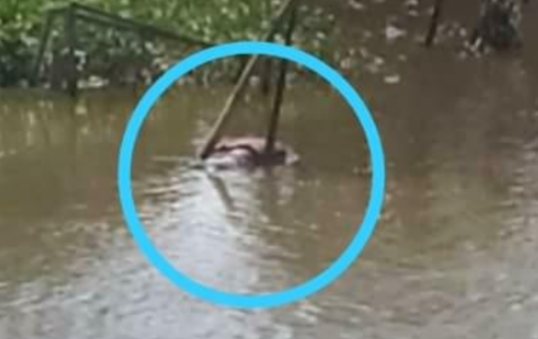 Viral.. Warga Desa Tanjung Pauh Geger Penemuan Mayat Telah Mengapung Viral.. Warga Desa Tanjung Pauh Geger Penemuan Mayat Telah Mengapung