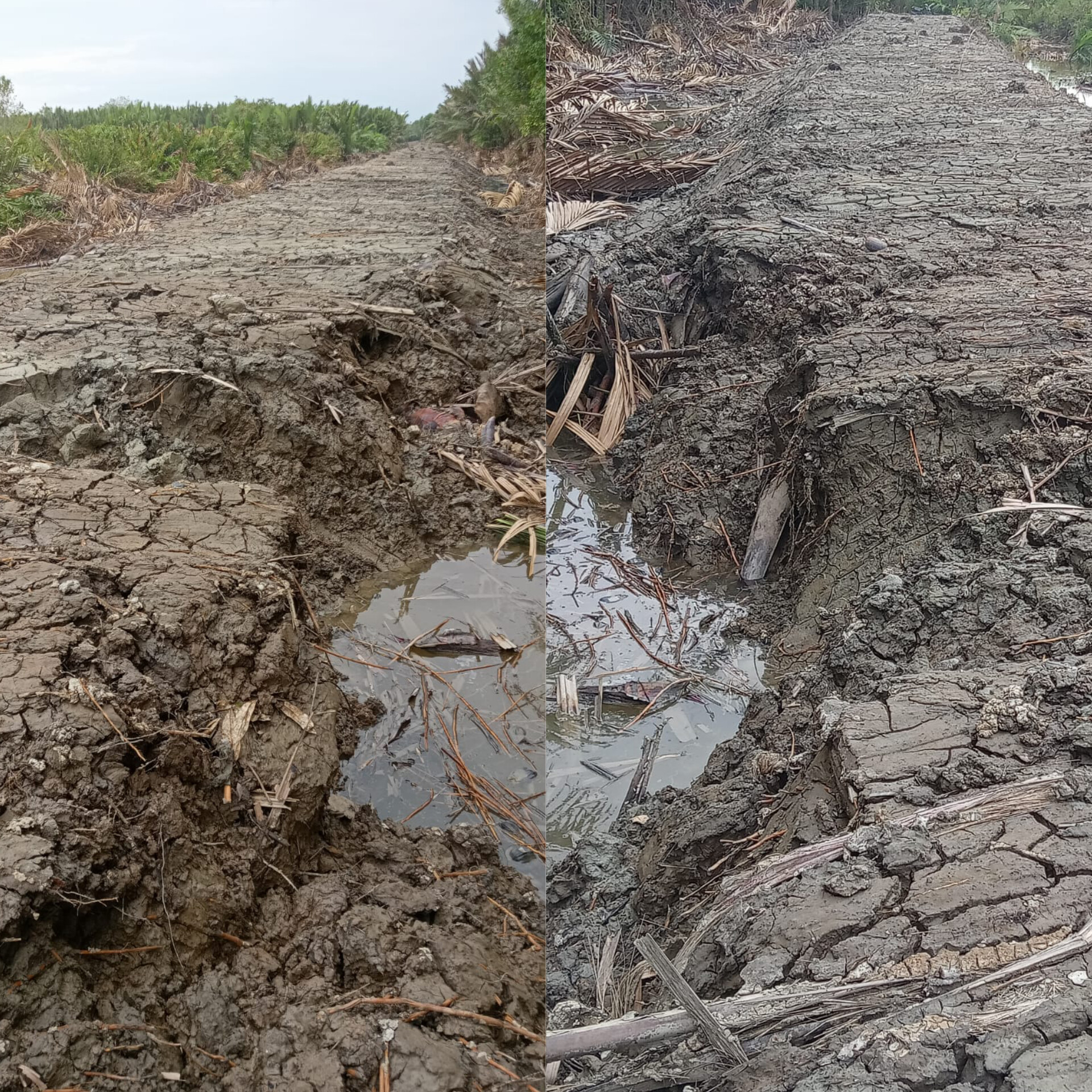 Tak Sesuai Kontruksi, Tanggul Desa Tungkal 1 Parit 6 Ambruk