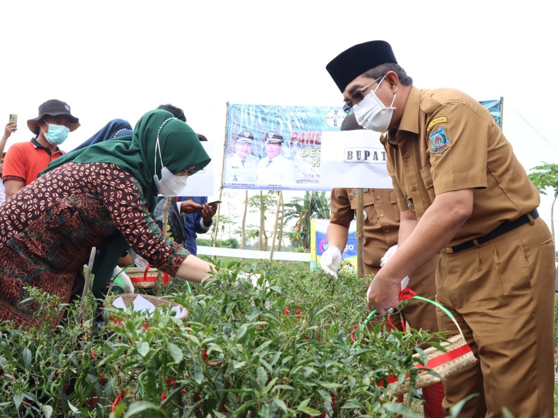 Pemkab Tanjabbar Panen Raya Cabai Merah di Desa Lubuk Terentang