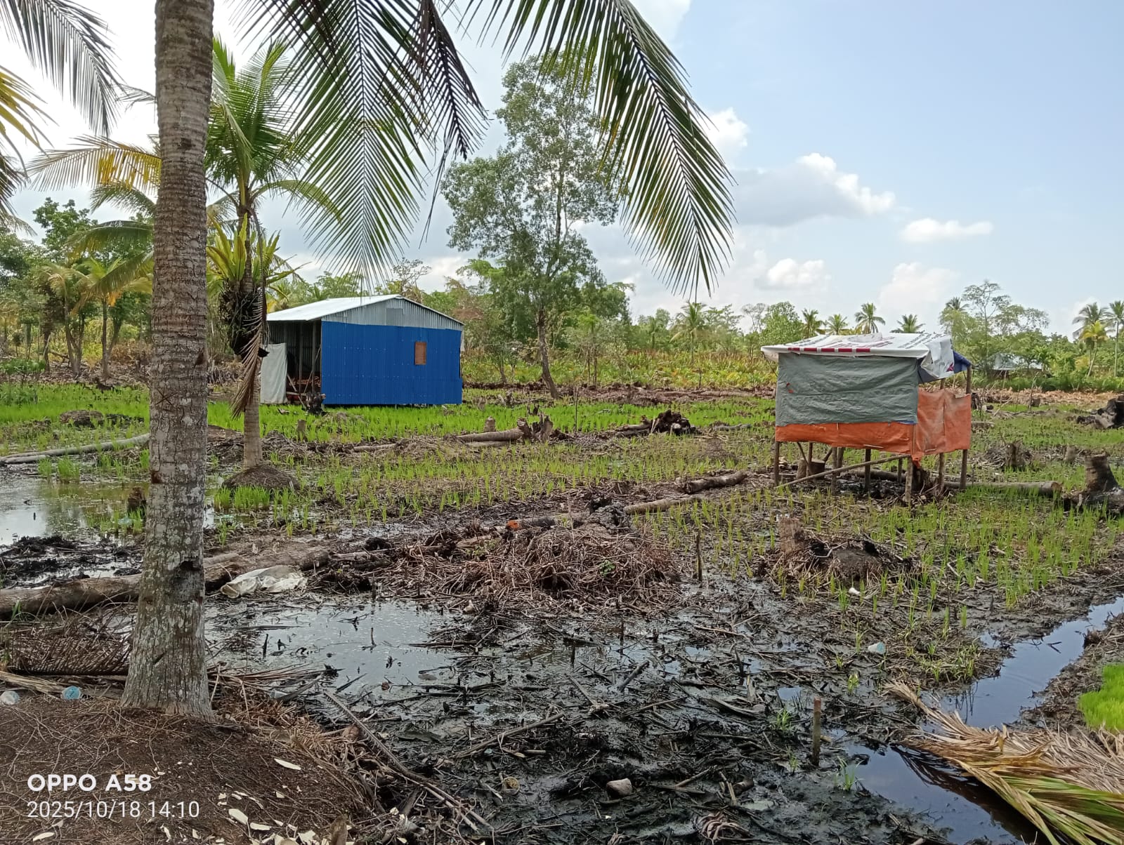 Ketua RT 13 Sriwijaya Serobot Lahan Warga untuk di Tanami Padi