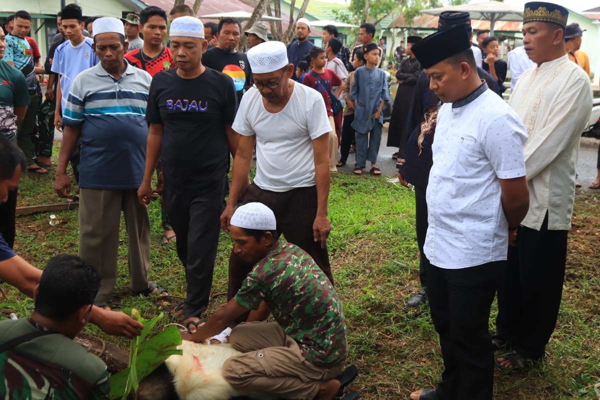 Dandim Tanjab Saksikan Penyembelihan Hewan Qurban Idul Adha 1445 H
