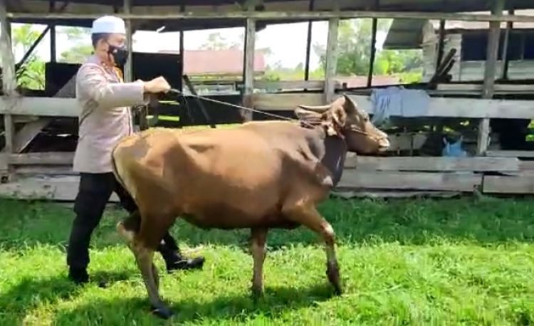 Kapolres Tanjabbar Wujudkan Mimpi Warga Kampung Melayu Sembelih Sapi Qurban Sejak 80 Tahun