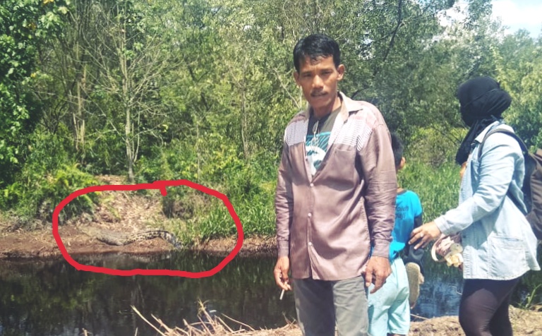 Buaya Muara Muncul di Tengah Warga, BKSDA Jambi Hanya Lakukan Ini..!