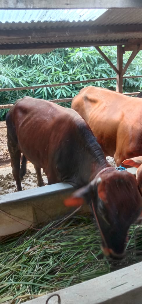 Disbunak Tanjabbarat Pastikan Stok Hewan Qurban Aman, Jelang Idul Adha 1445 Hijriah Mendatang